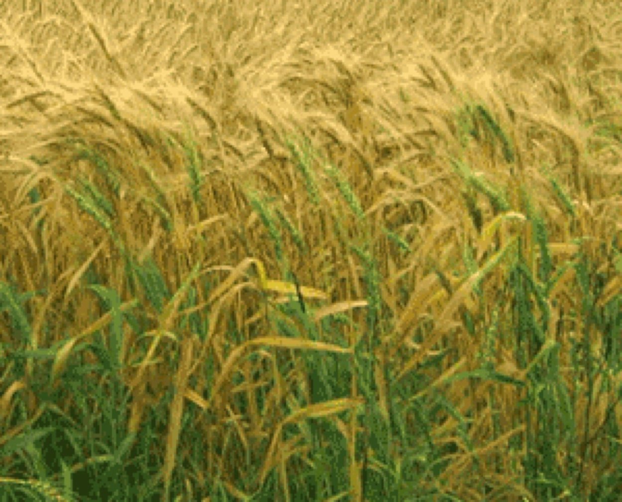 Пшеница и плевелы