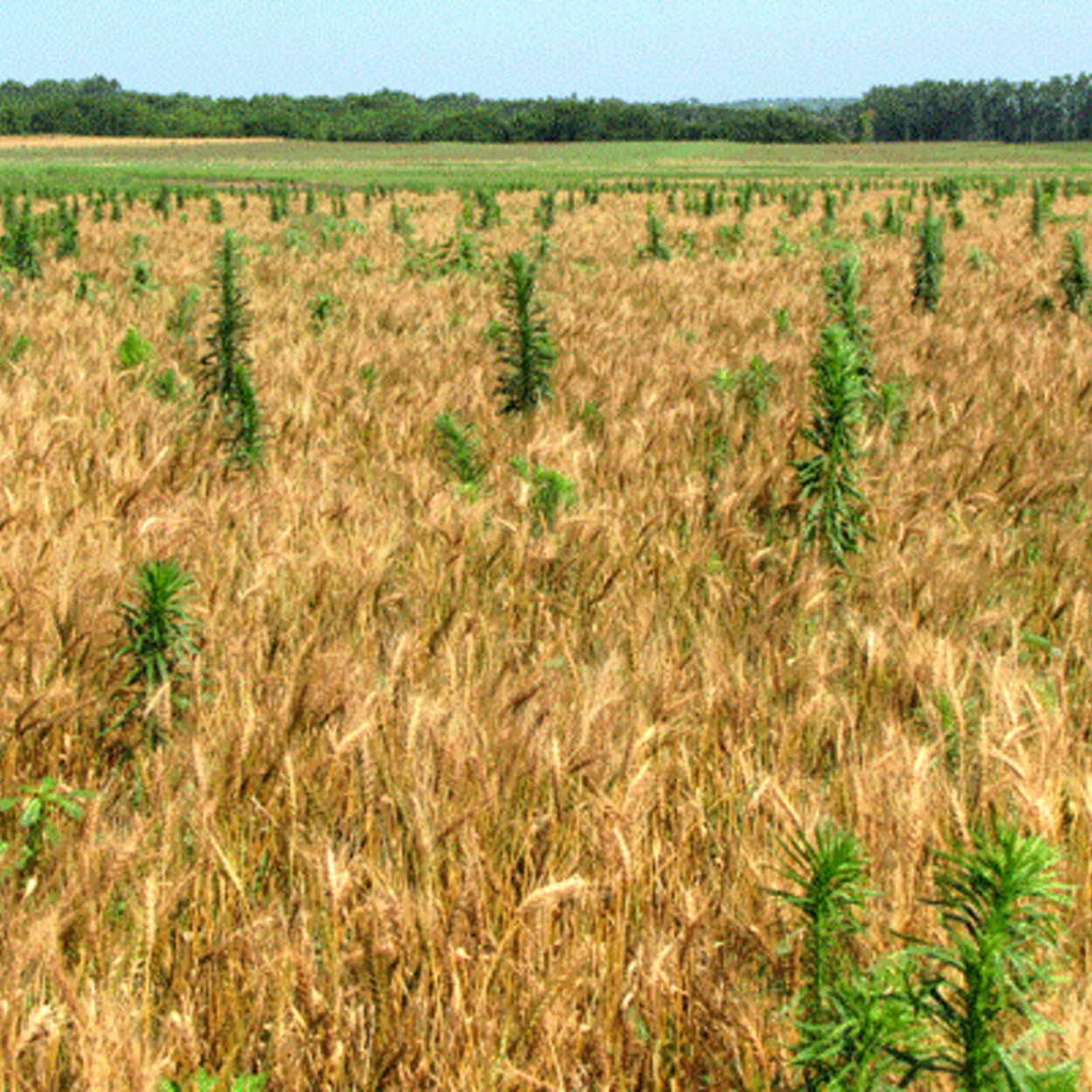 Пшеница и плевелы