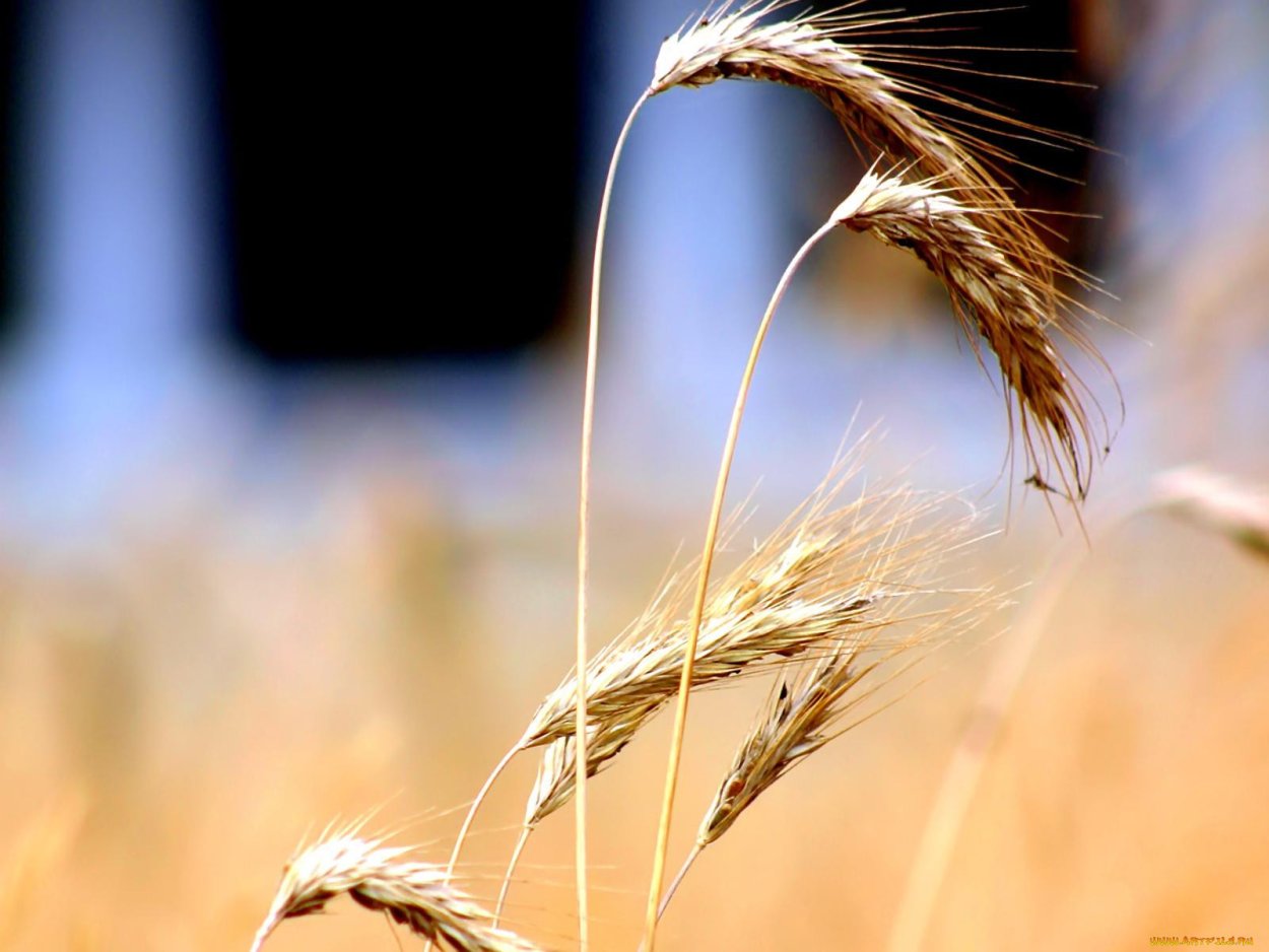 Арабелла пшеница