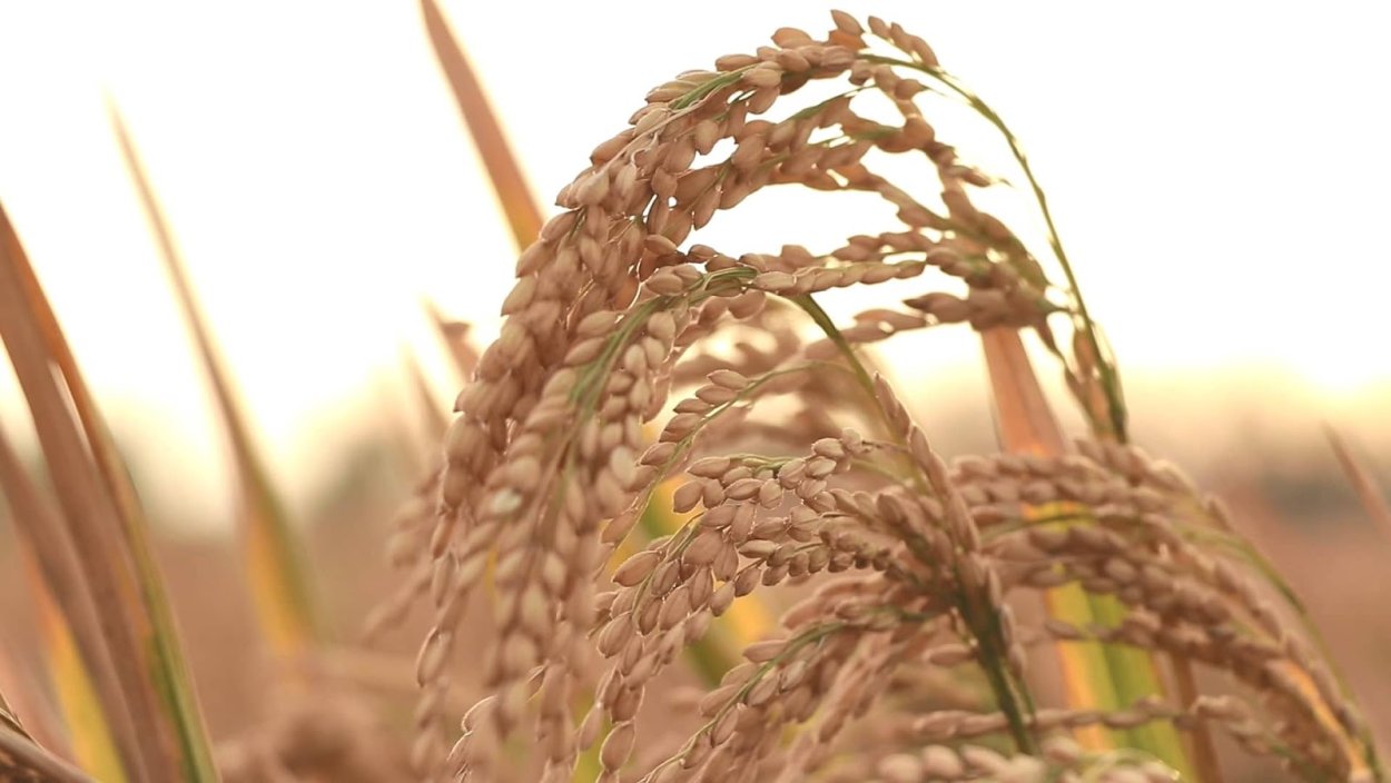 Отделять плевелы от пшеницы