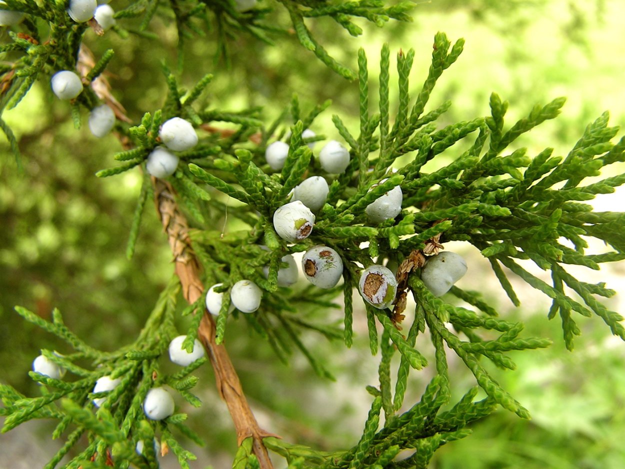 Ягоды на туе