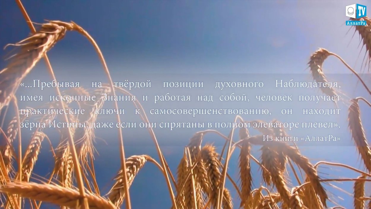 Зерна и плевелы