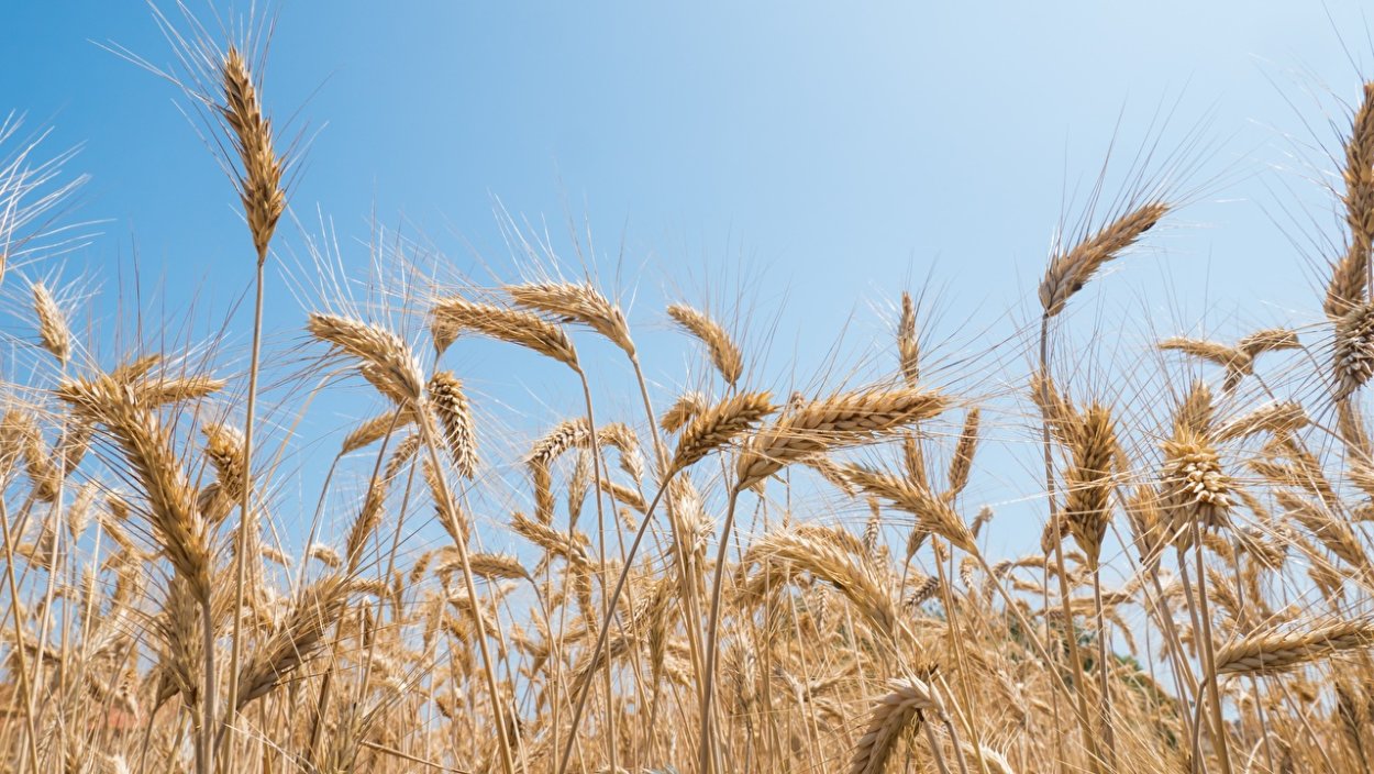 Зерновые культуры