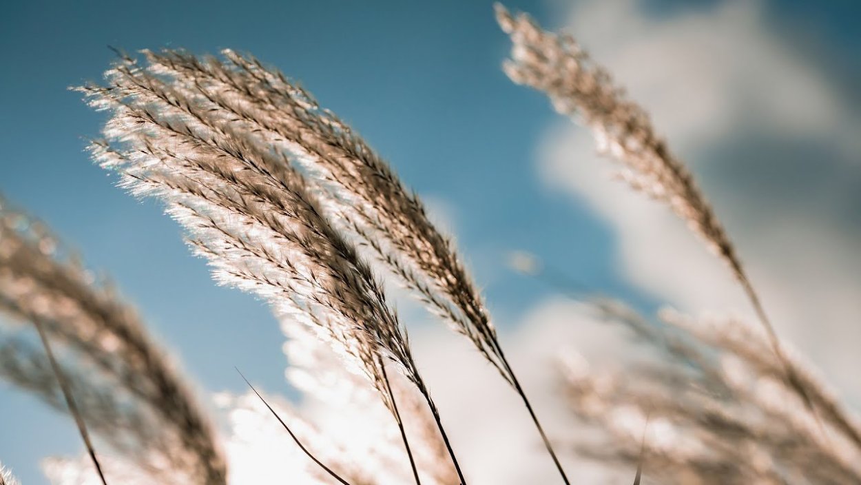 Отделить зерна от плевел