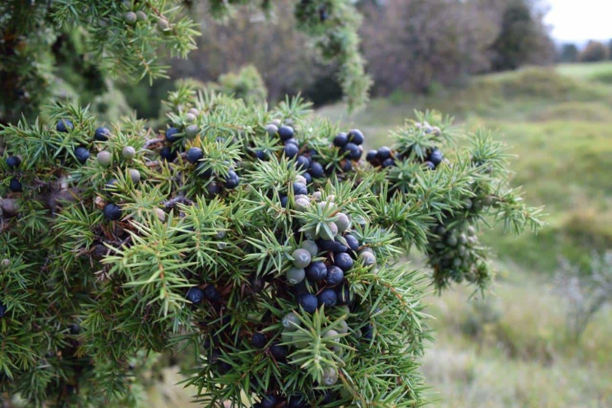 Можжевельник Эдельвейс