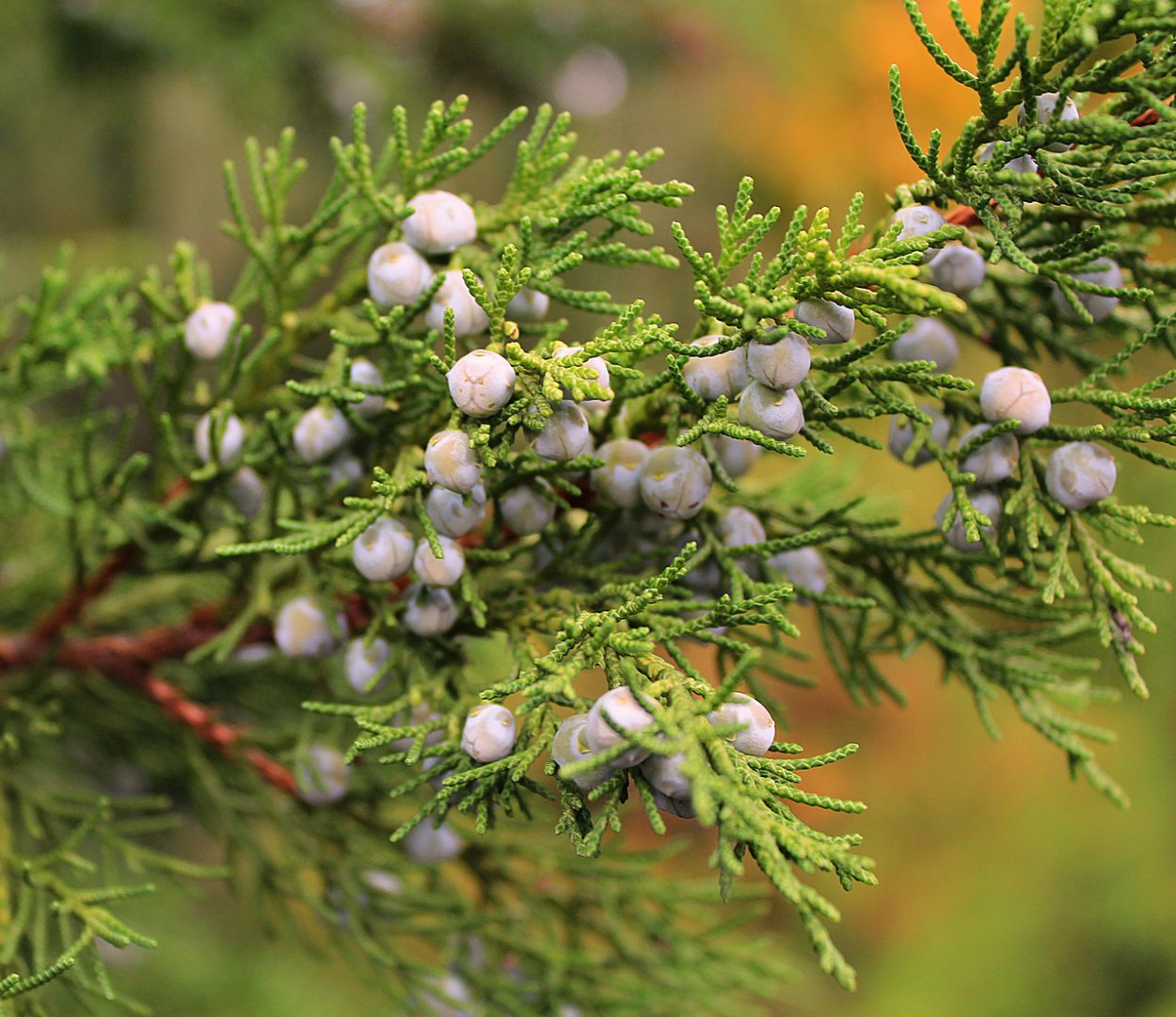 Туя Шишкоягоды