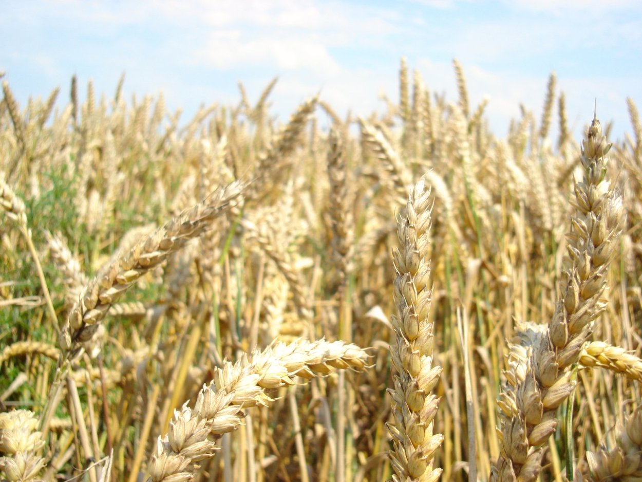 Зерна и плевелы