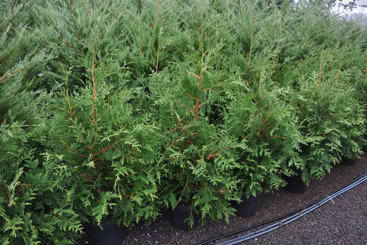 Туя Западная раскидистая