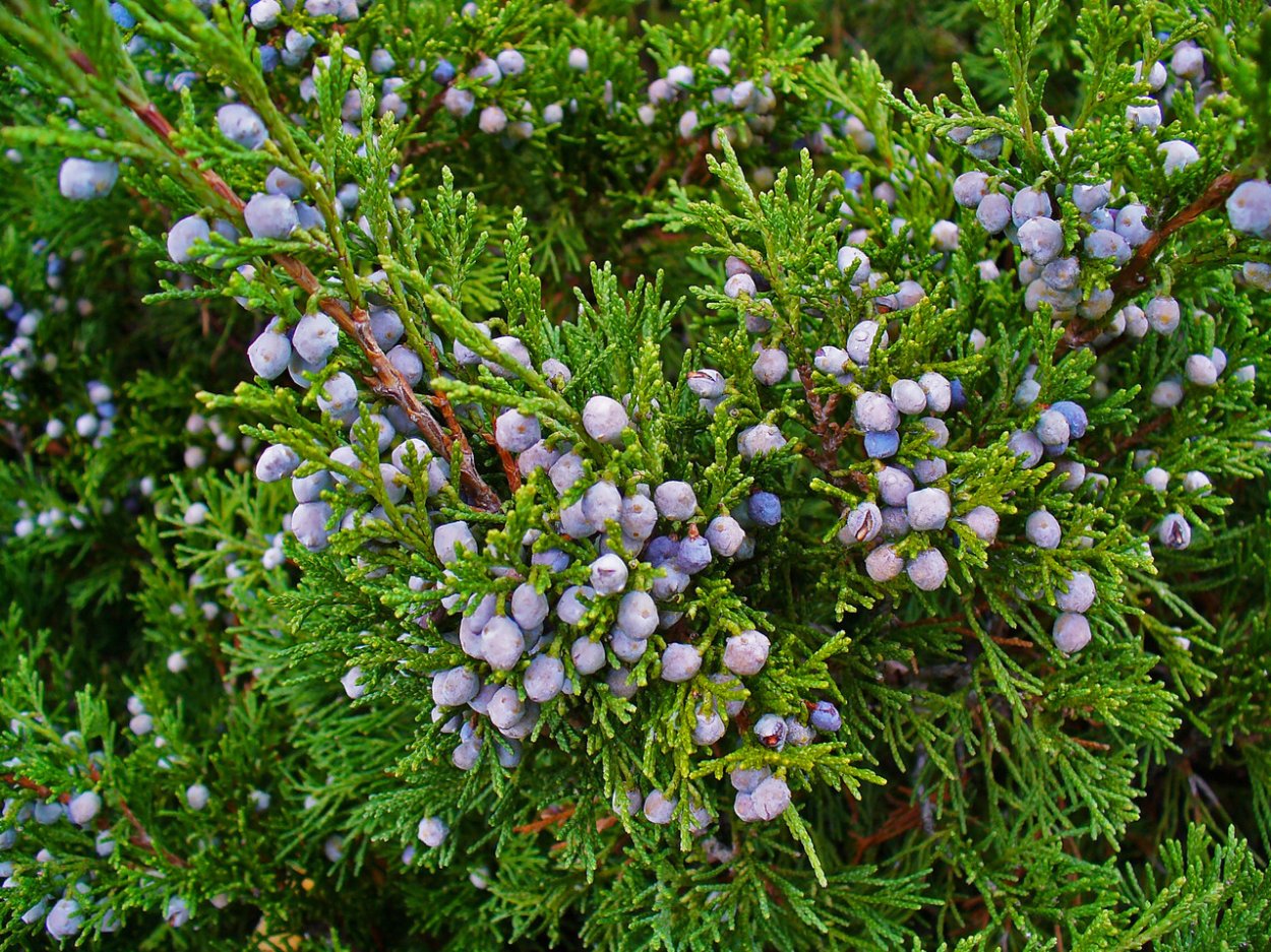 Можжевельник казацкий Juniperus Sabina