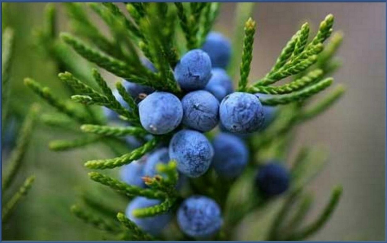 Можжевельник плоды
