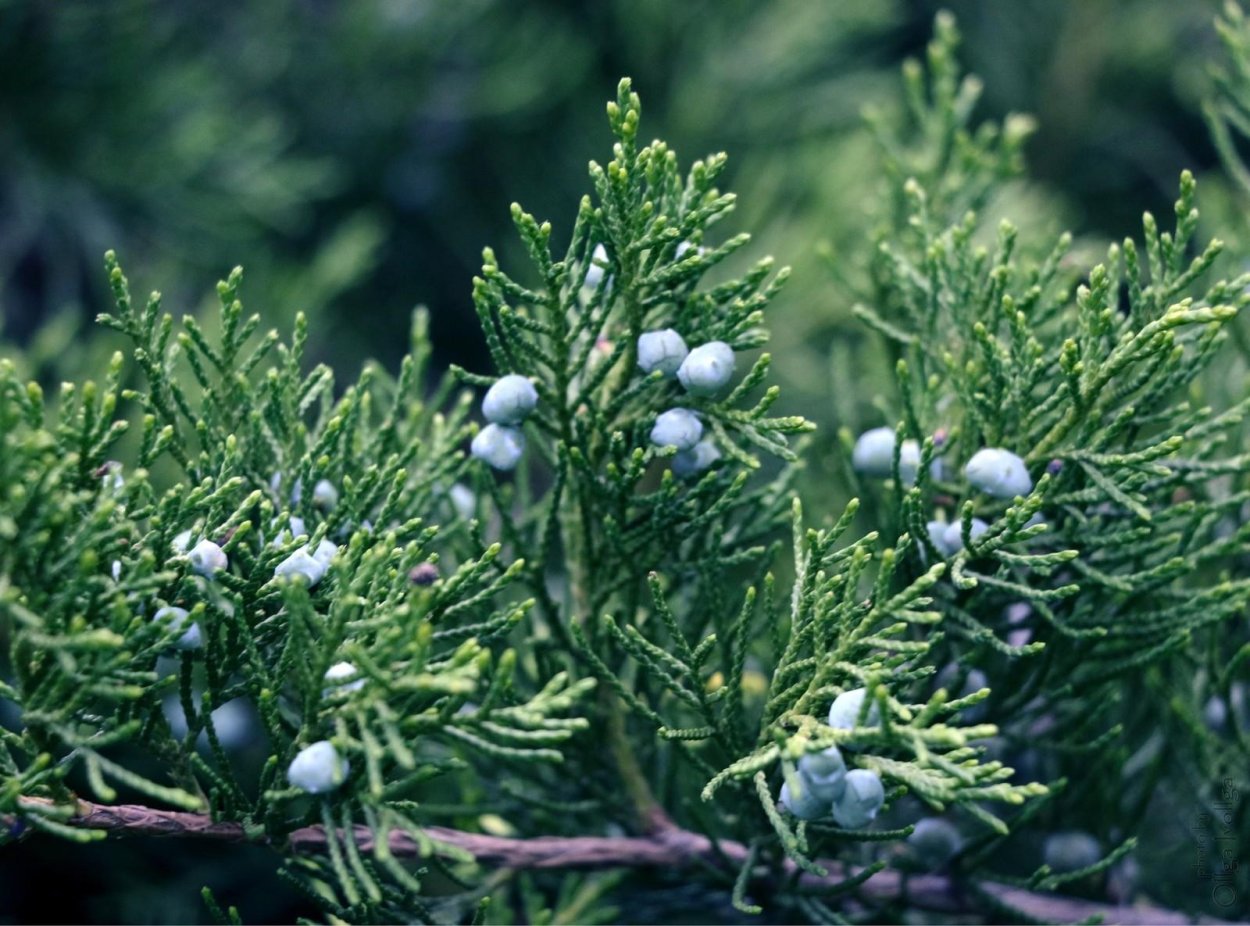 Можжевельник Robert Harding World