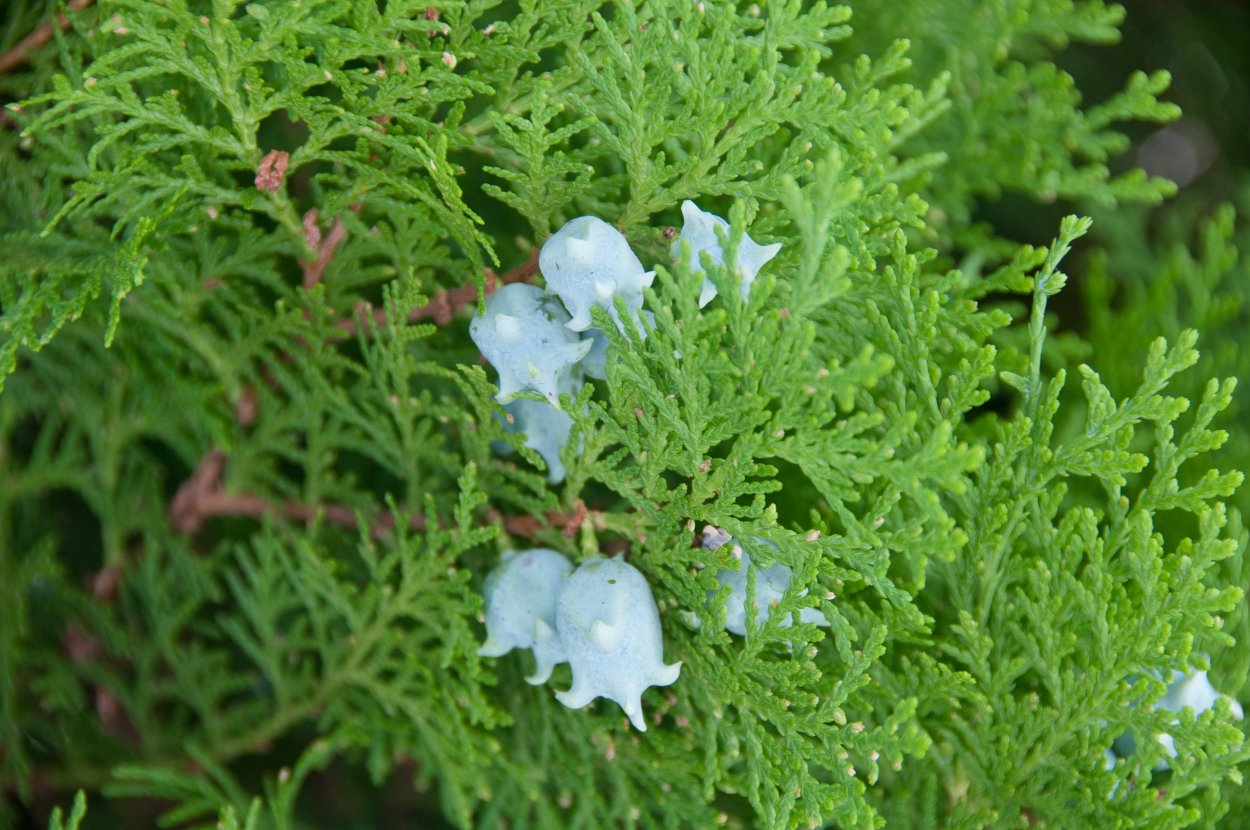 Туя Восточная ягоды