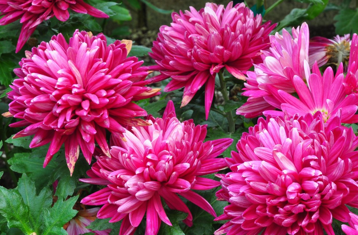 Хризантема Allouise Pink