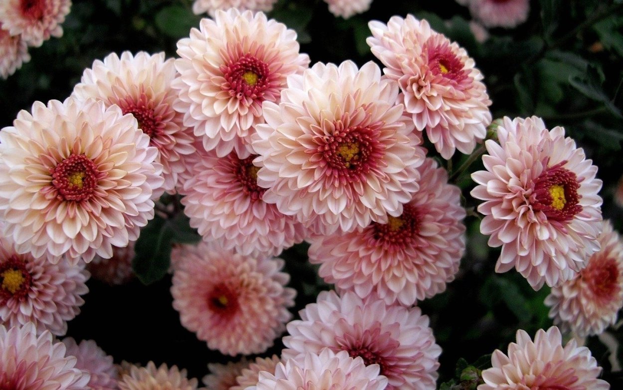 Астра Хризантема георгин