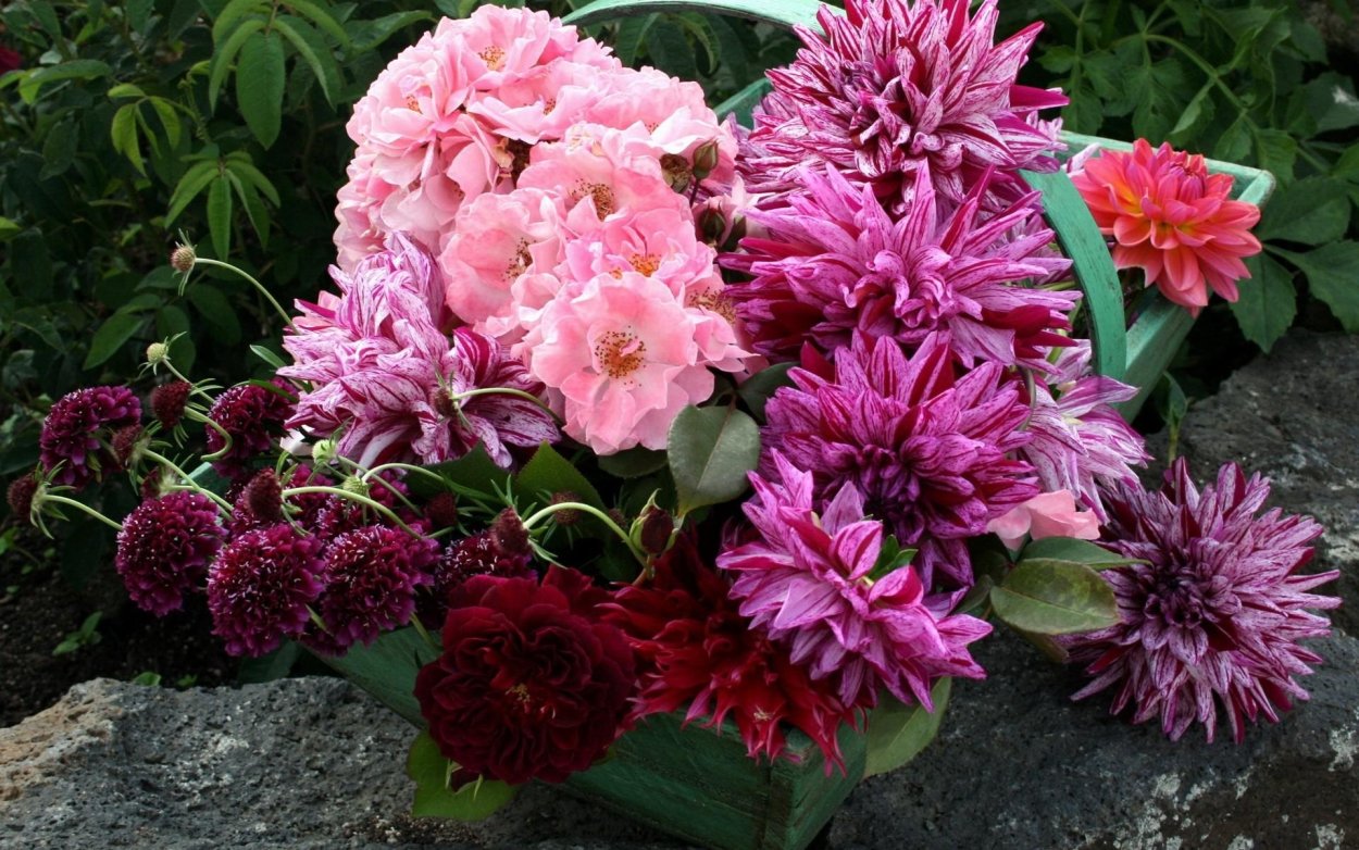 Пион Астра георгин