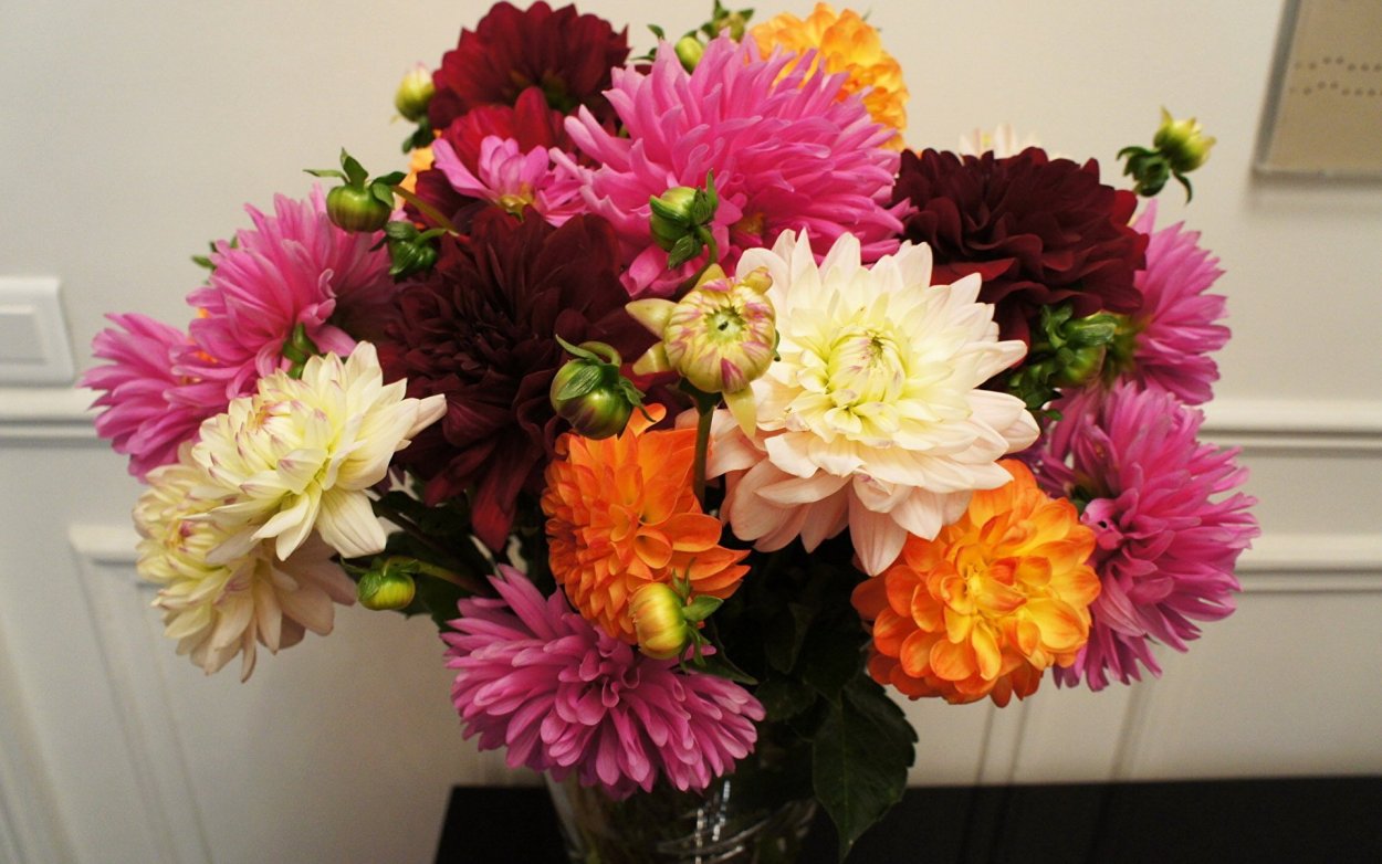 Георгины букетные