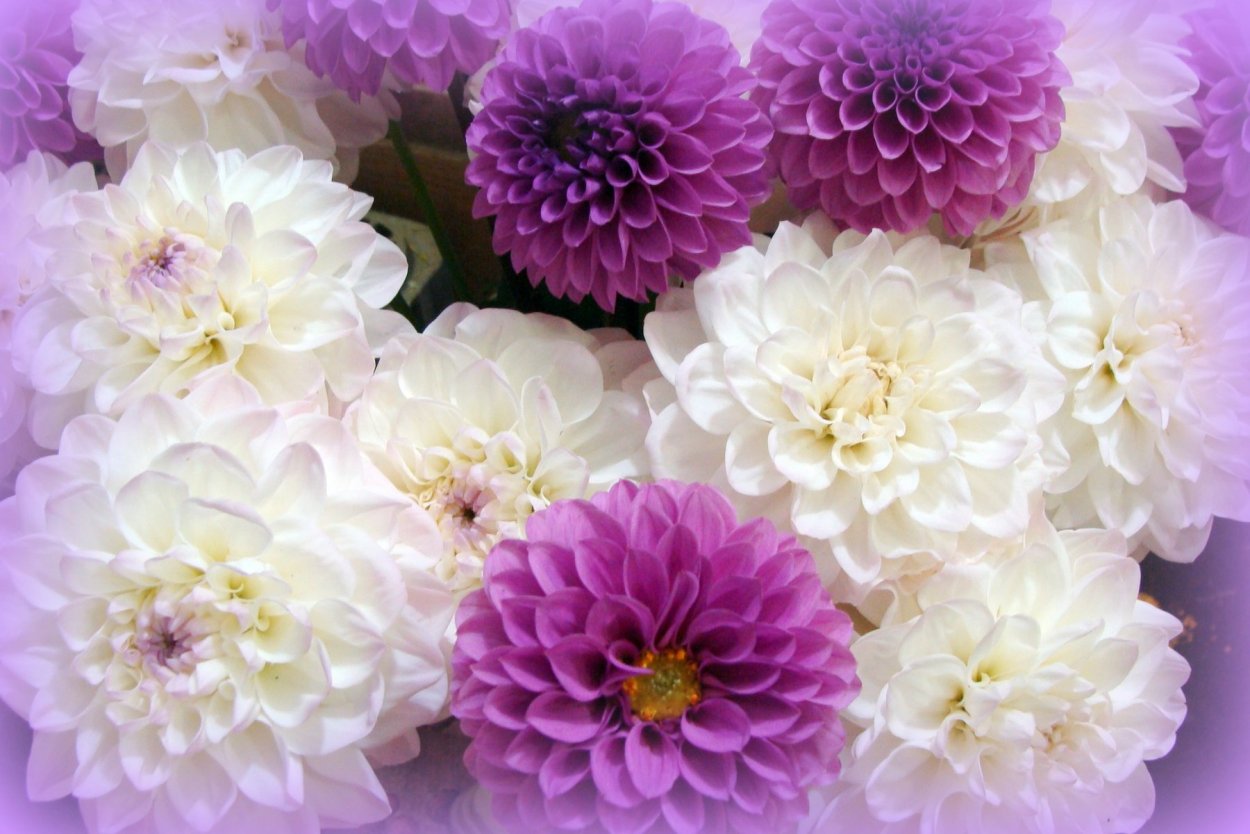 Георгина фон Вильчек княгиня