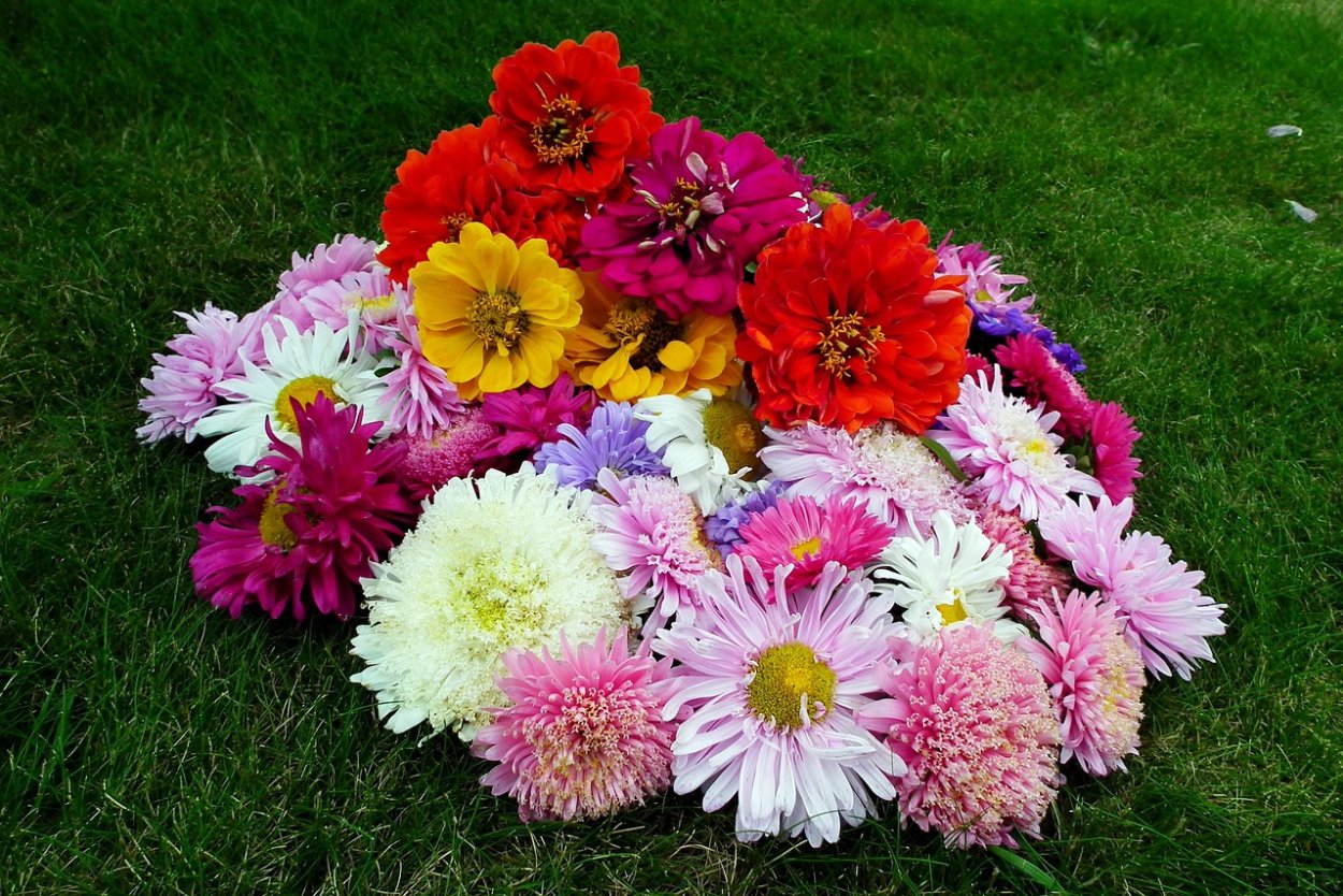 Астра Хризантема георгин