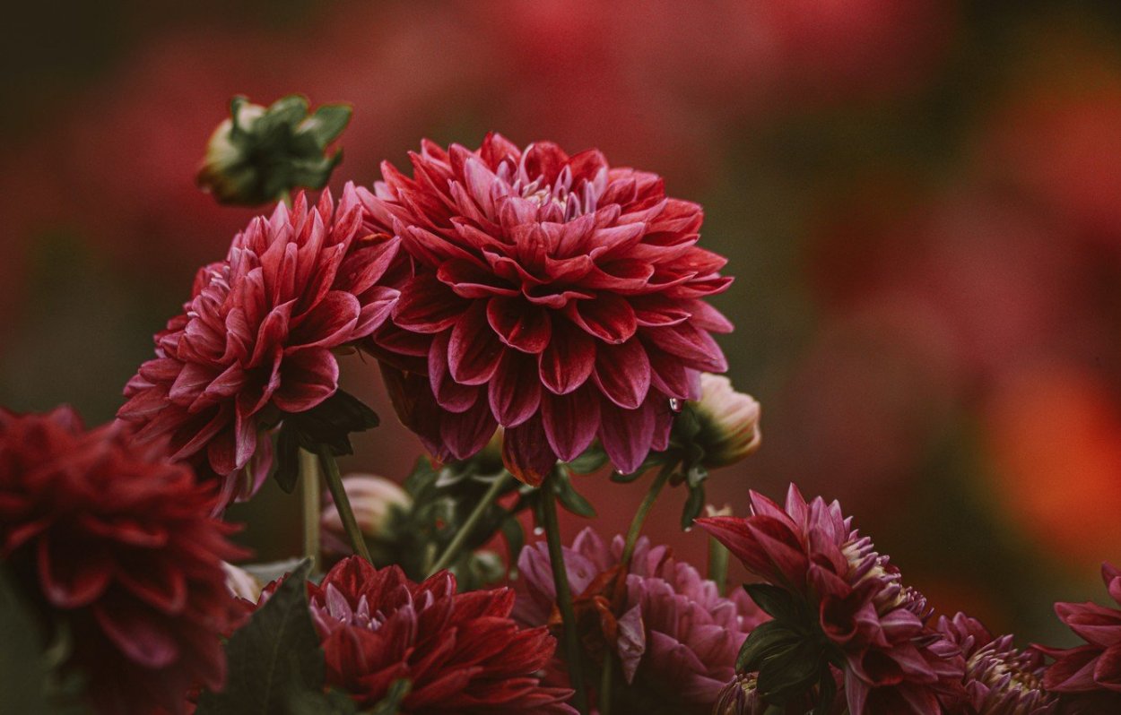 Георгин Давос