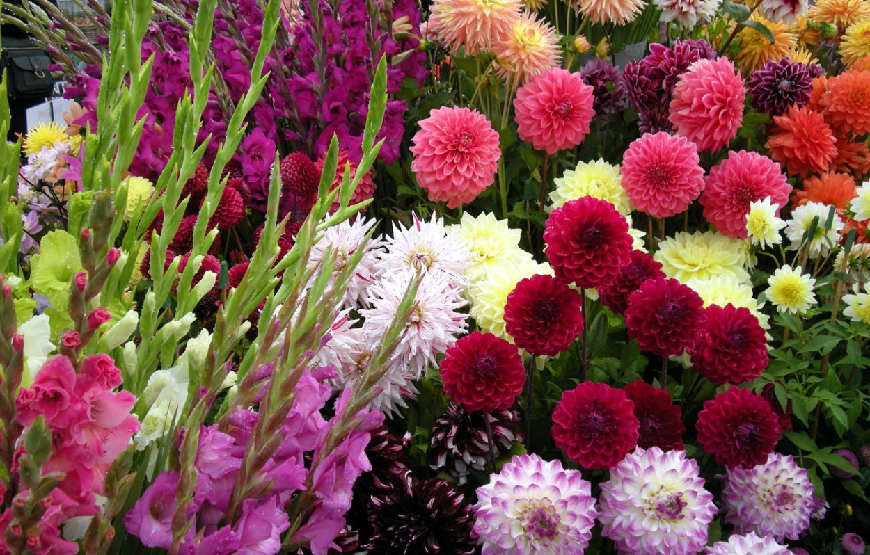 Цинии георгины астры