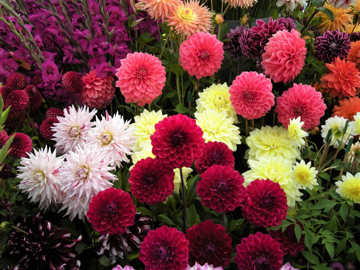 Астры георгины гладиолусы