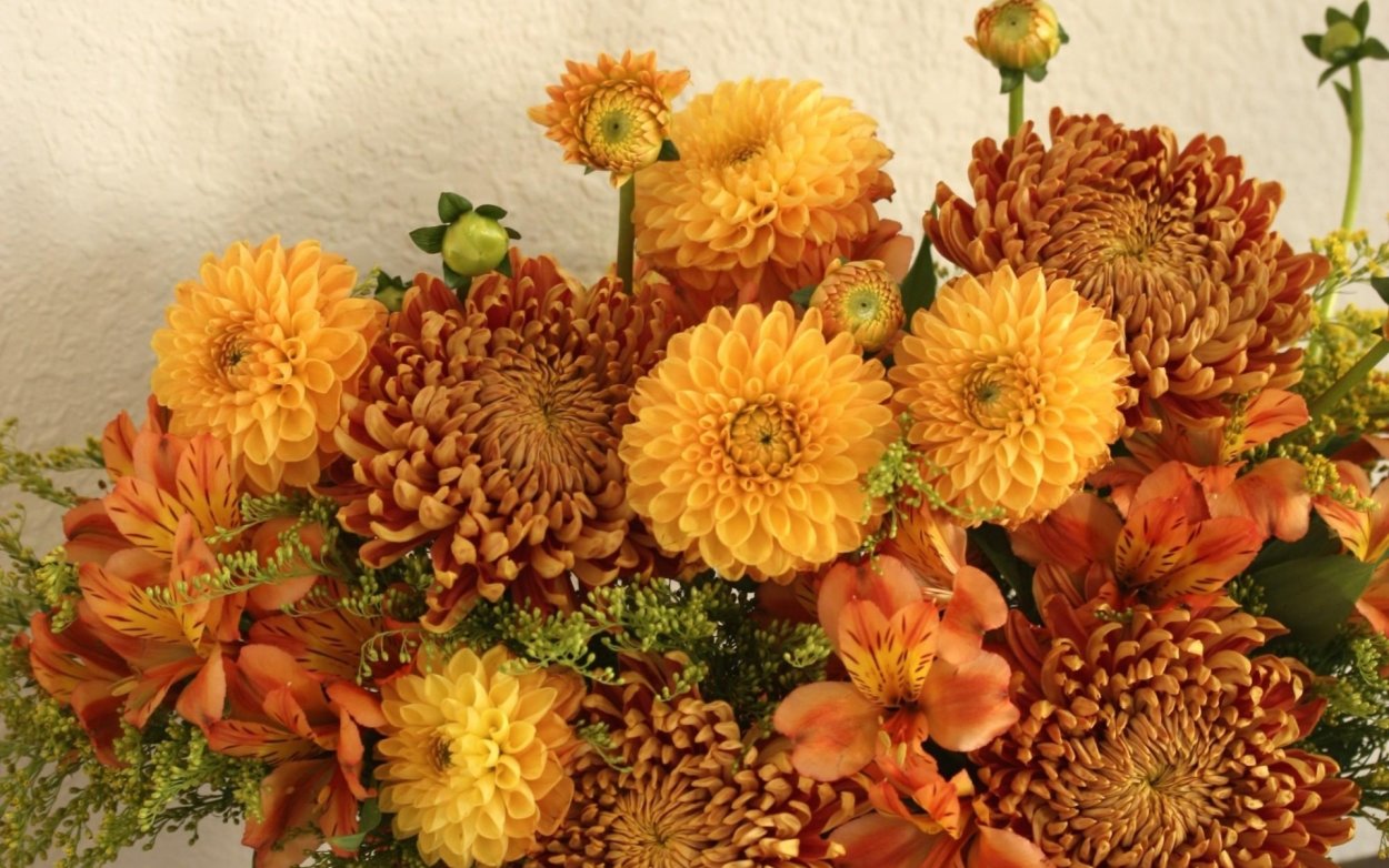 Хризантема Белла оранж