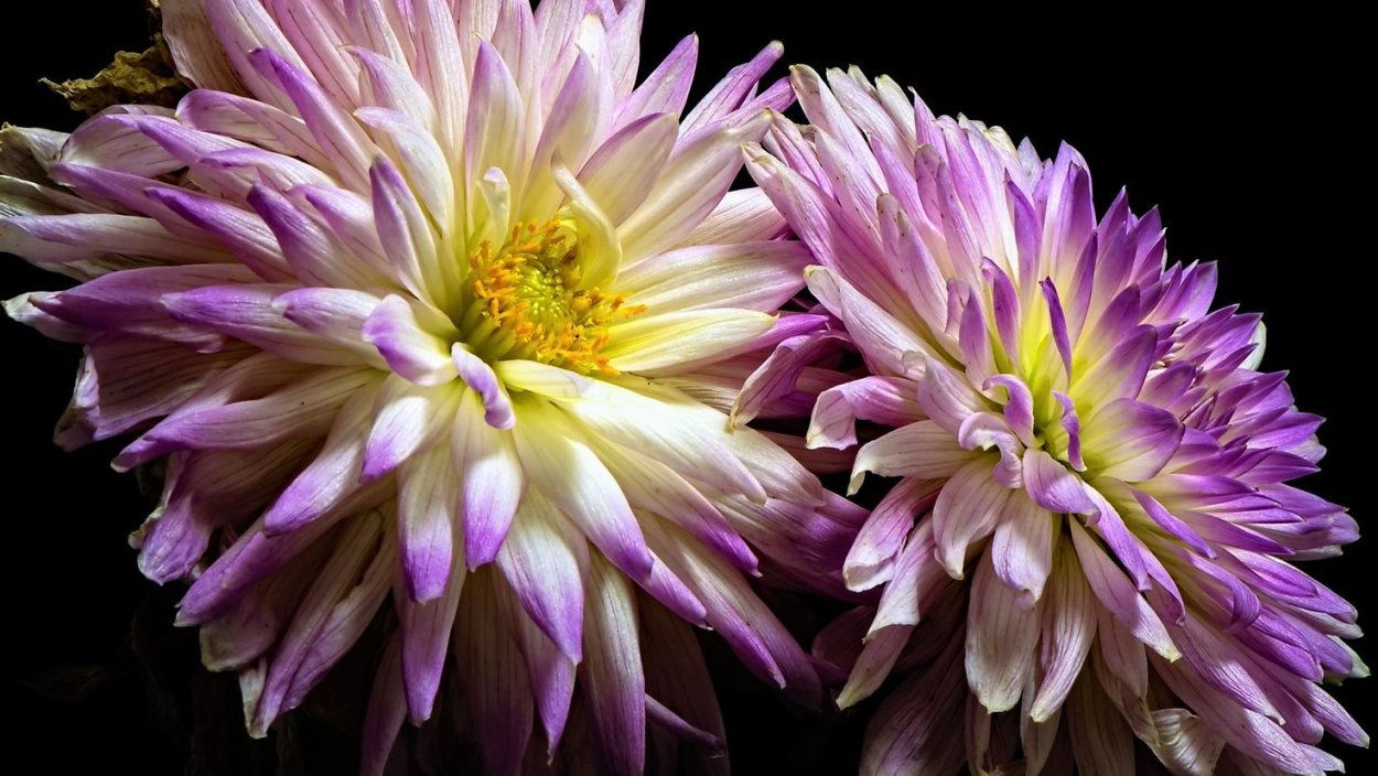 Георгина Кариббеан фэнтези