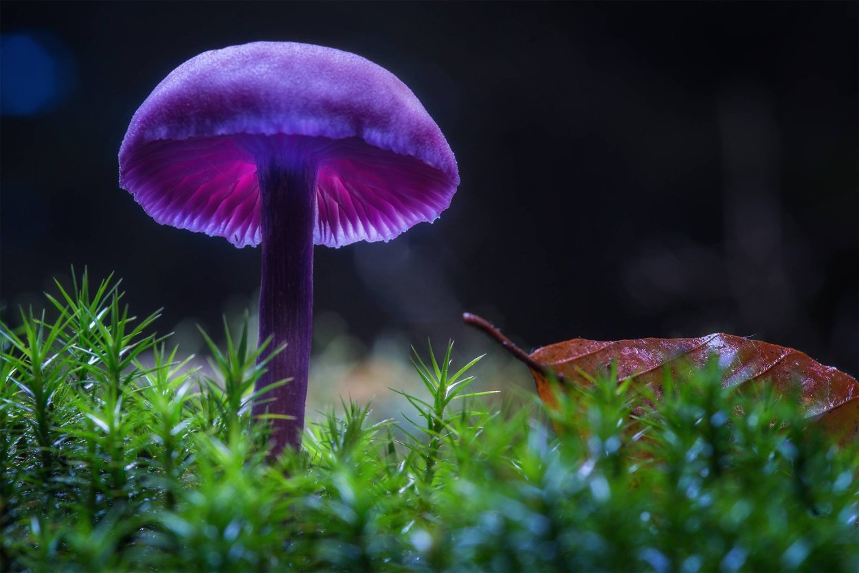 Паутинник фиолетовый