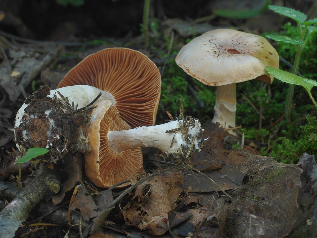 Паутинник двупокровный Cortinarius bivelus