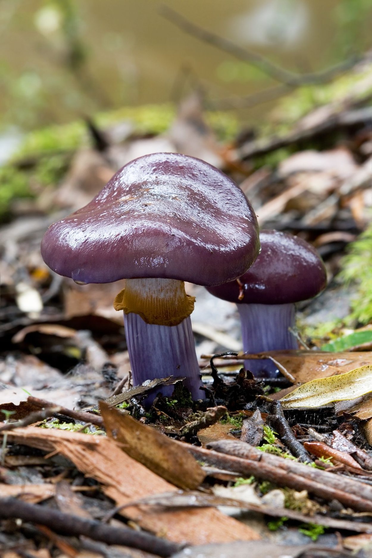 Паутинник слизистый Cortinarius mucosus