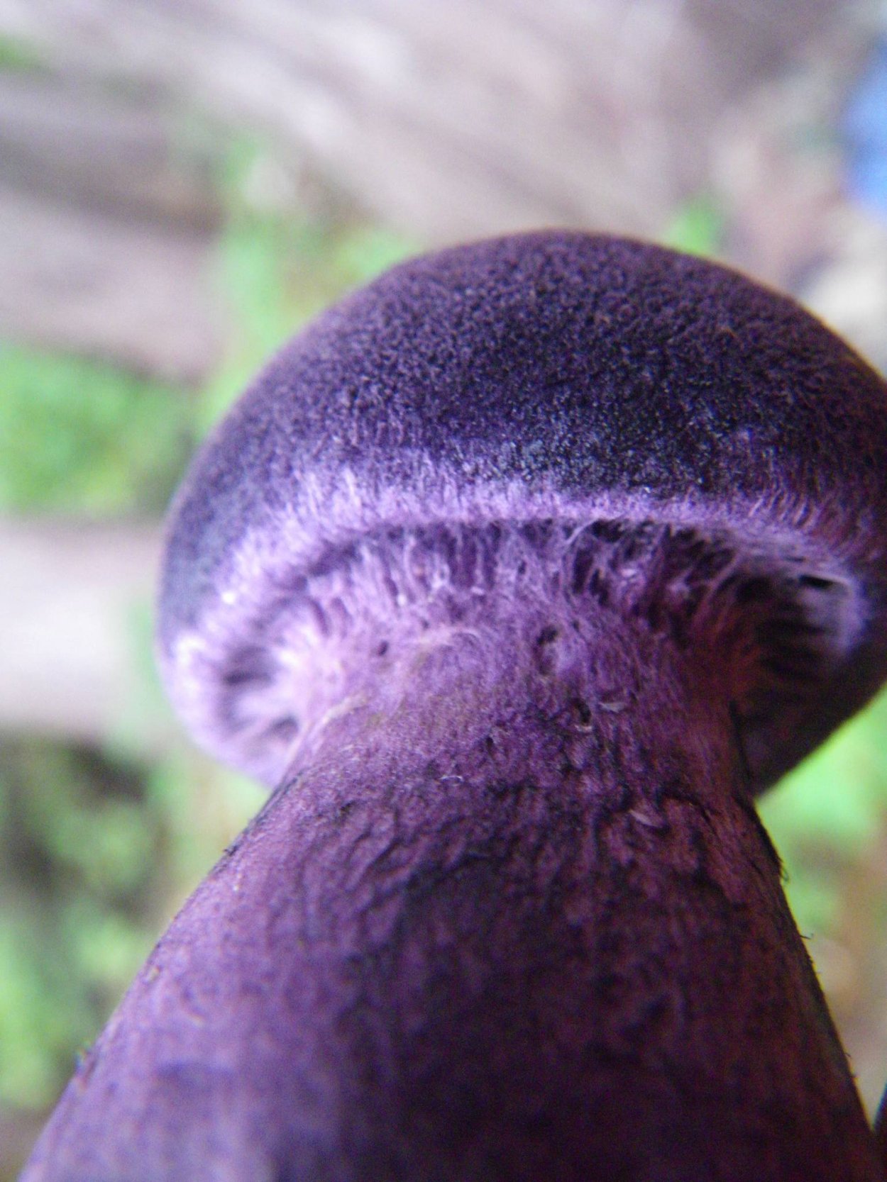 Гриб паутинник сиреневый