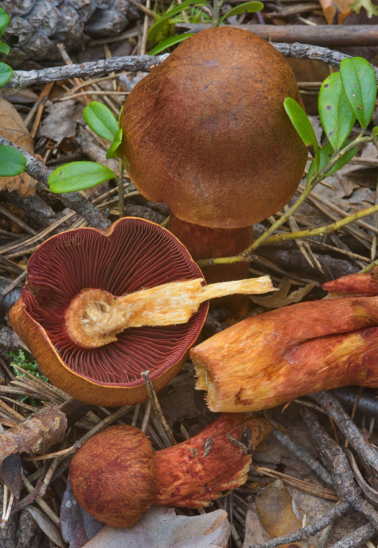 Паутинник гриб ложный