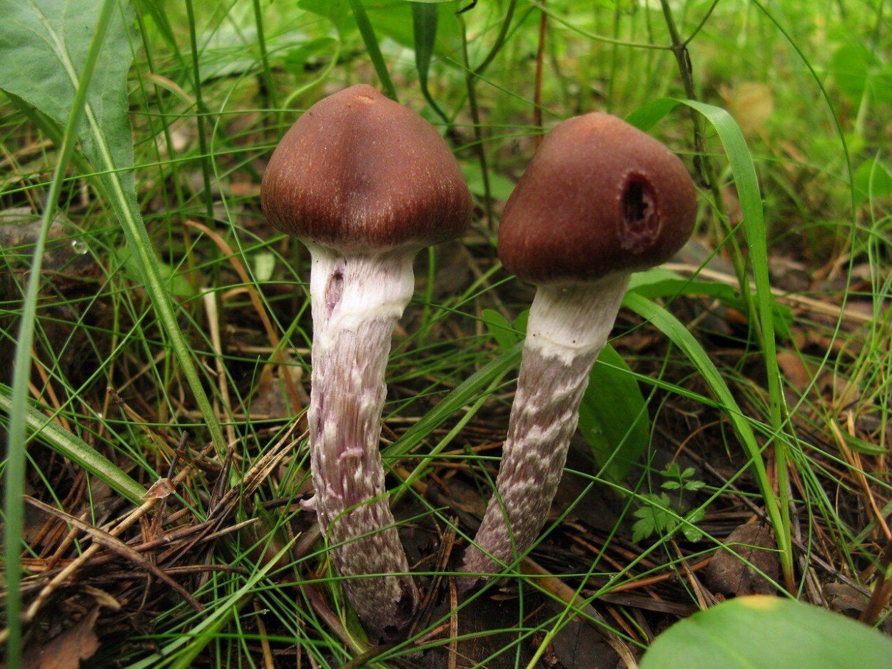 Паутинник Триумфальный и ядовитый