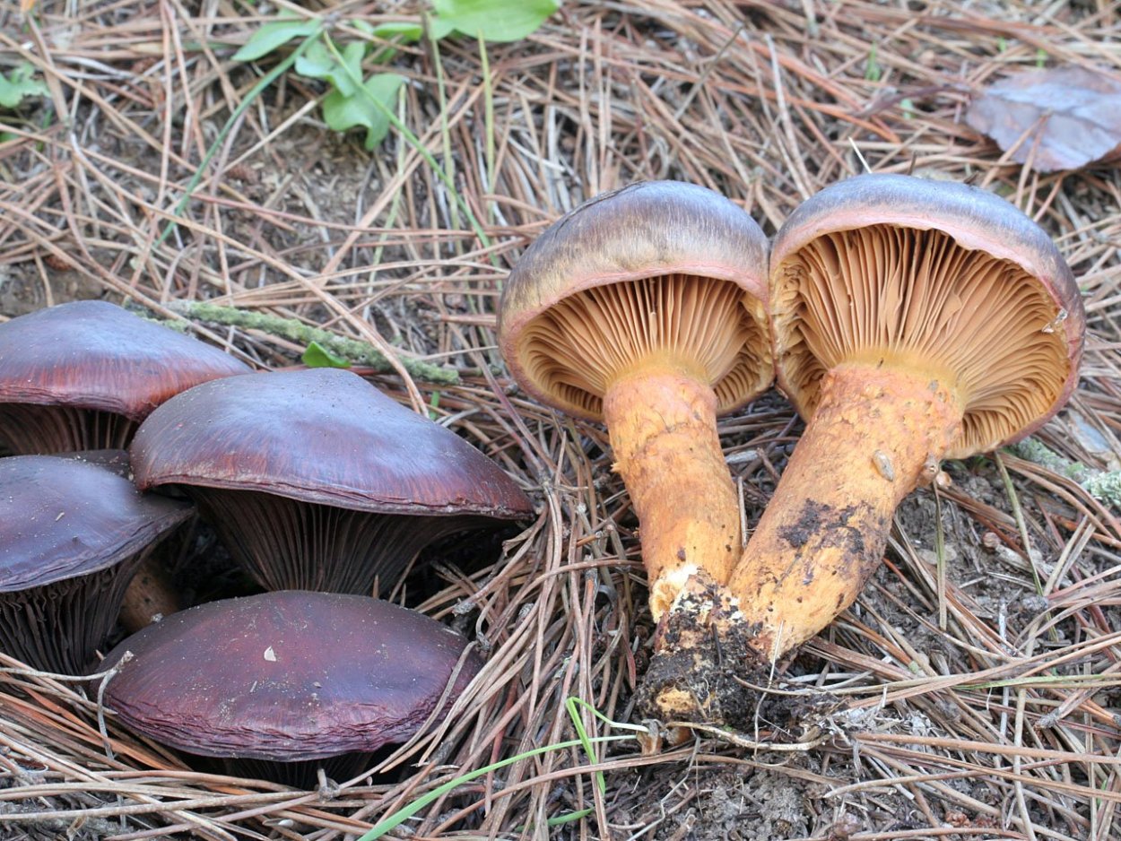 Лаковица Аметистовая Laccaria amethystina