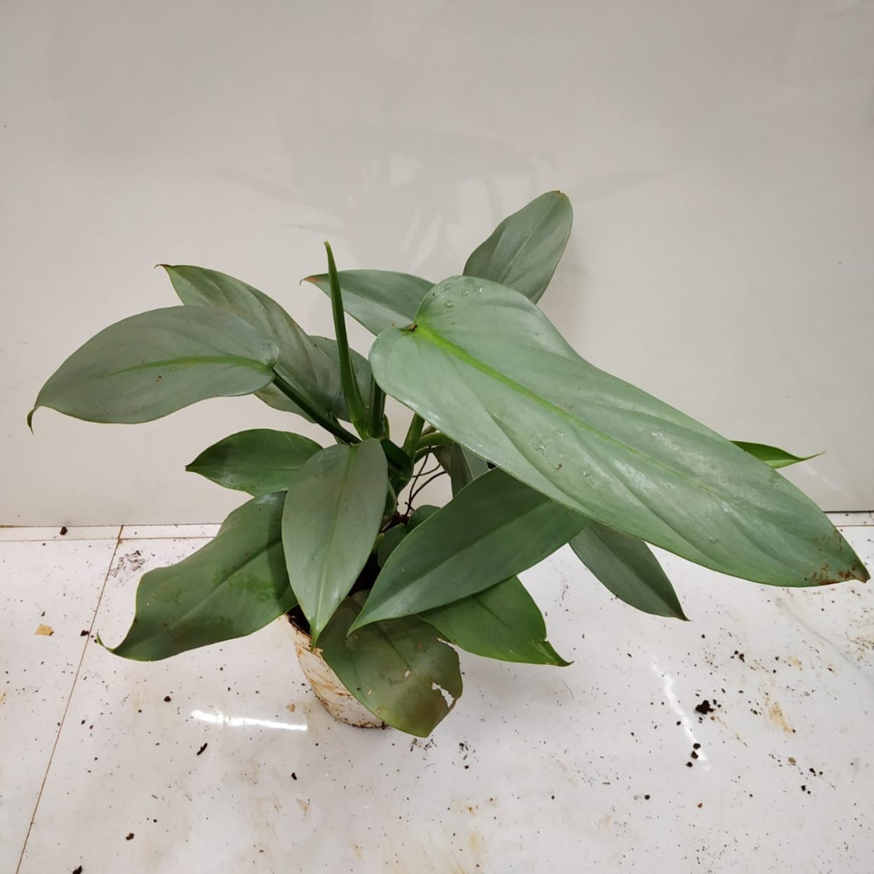 Филодендрон Сильвер спирит