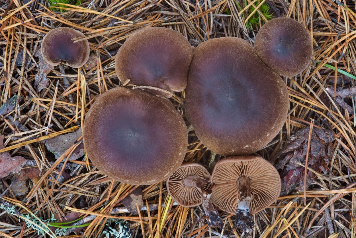 Паутинник придавленный Cortinarius depressus