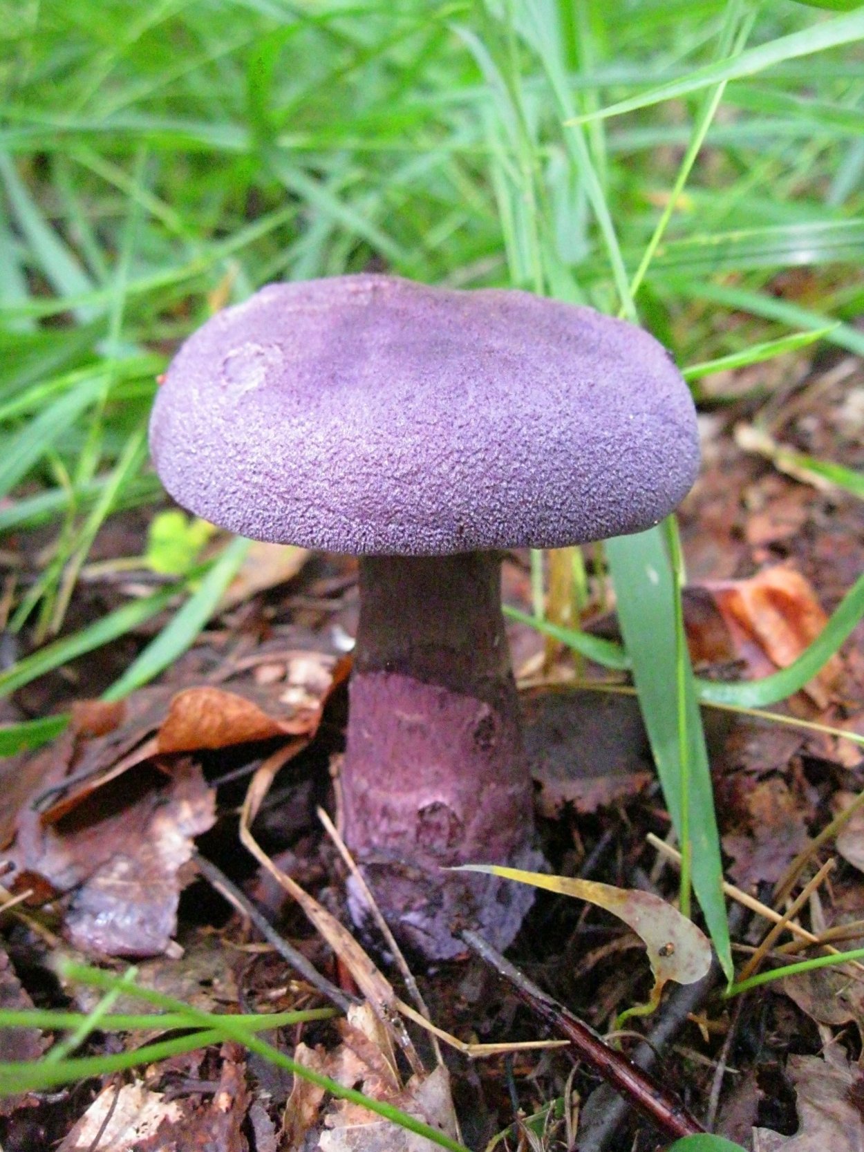 Паутинник фиолетовый