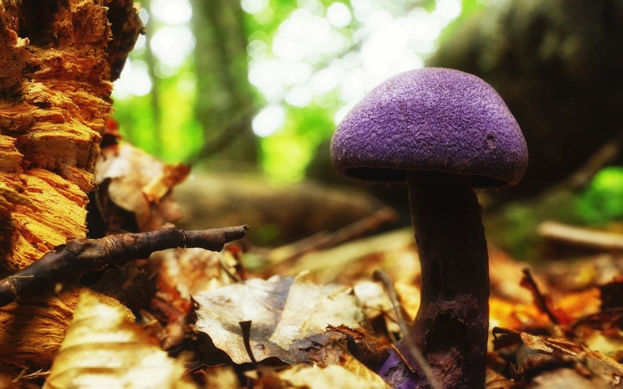 Паутинник фиолетовый съедобный или нет