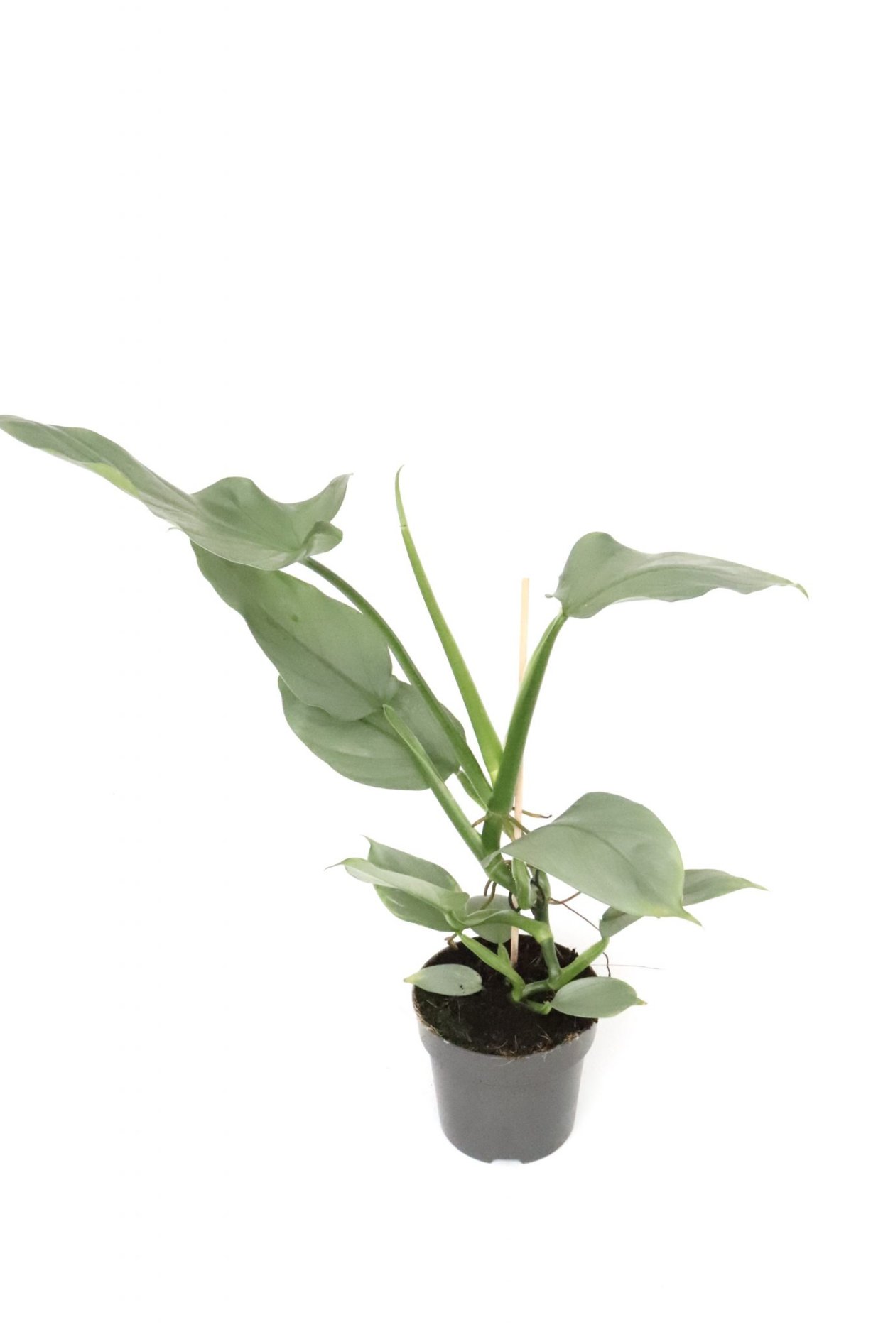 Сциндапсус Эпипремнум Мунлайт