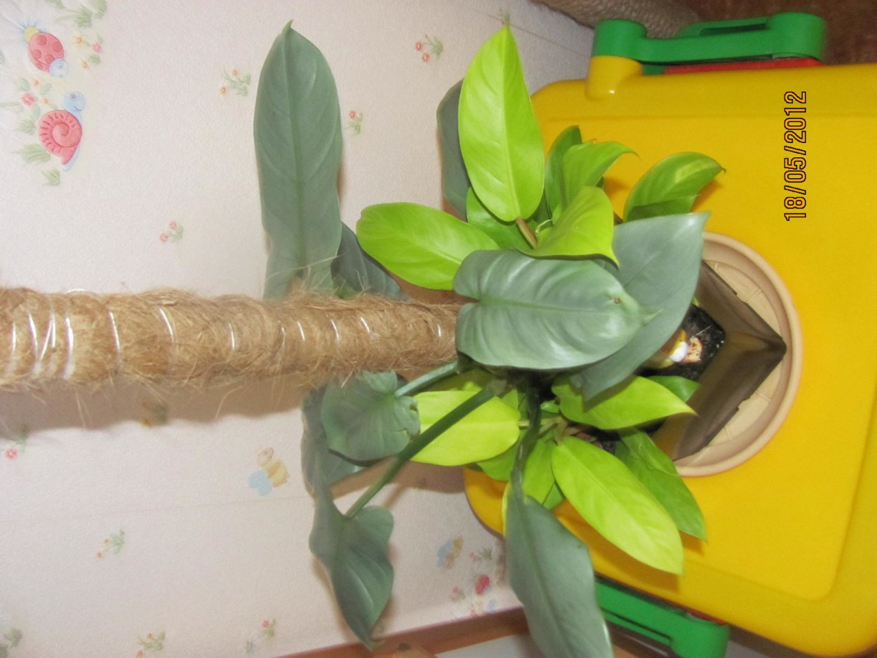 Филодендрон узкорассечённый