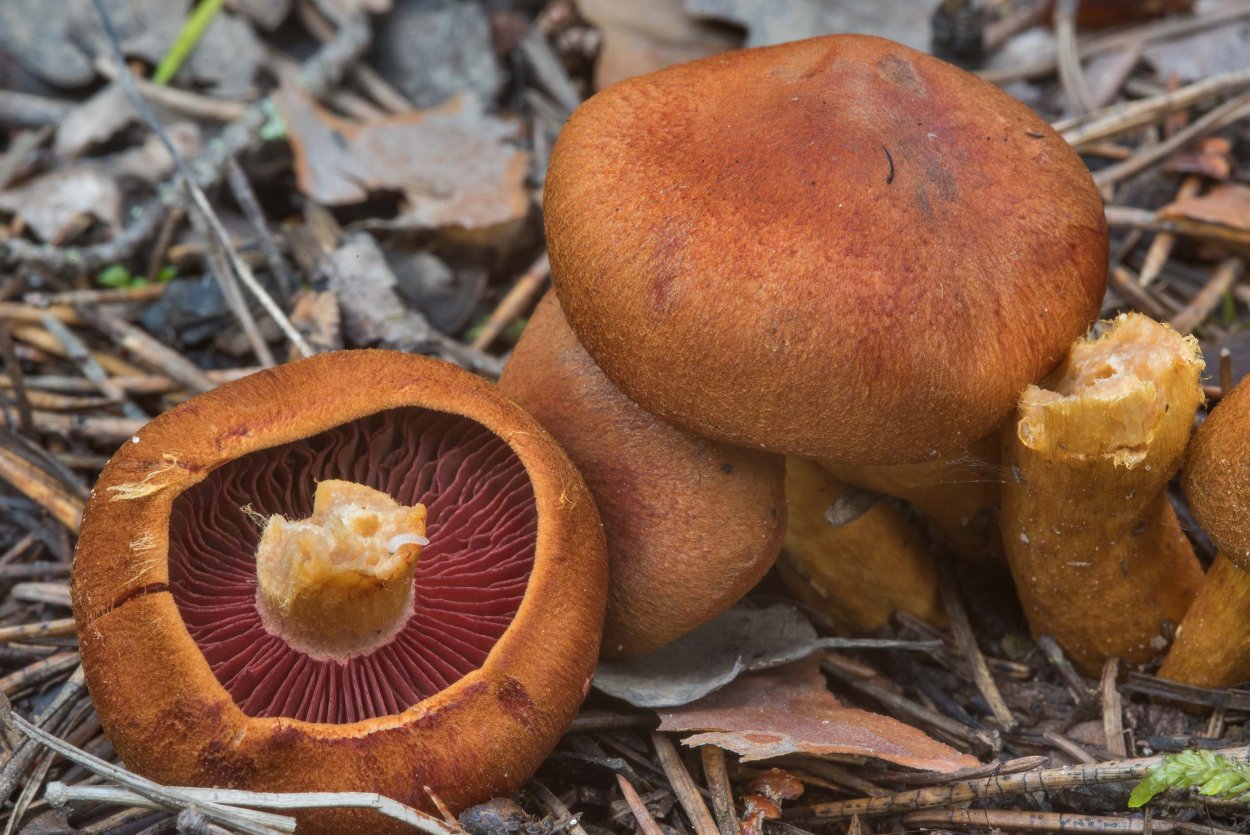 Гриб паутинник коричневый