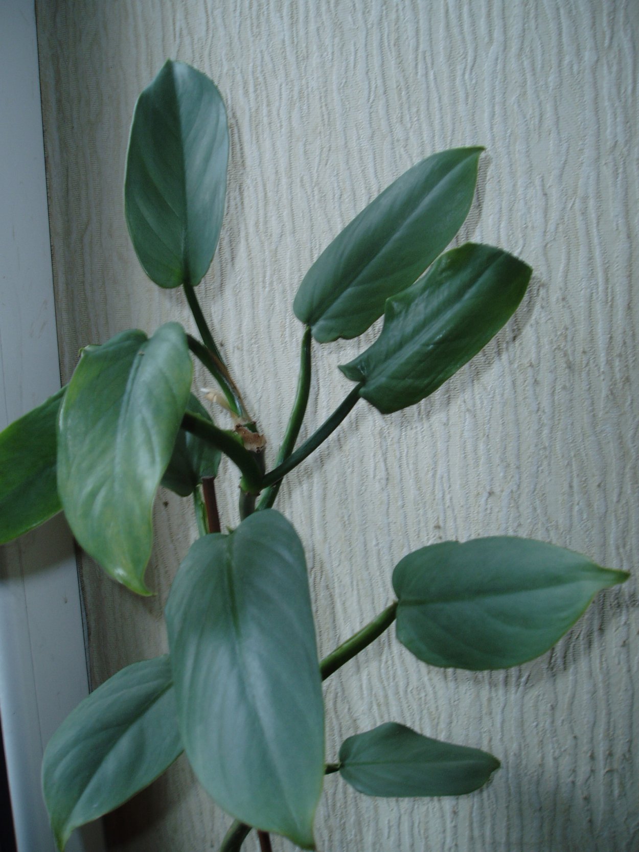 Филодендрон копьевидный