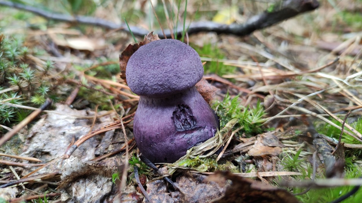 Лаковица Аметистовая / Amethyst Deceiver