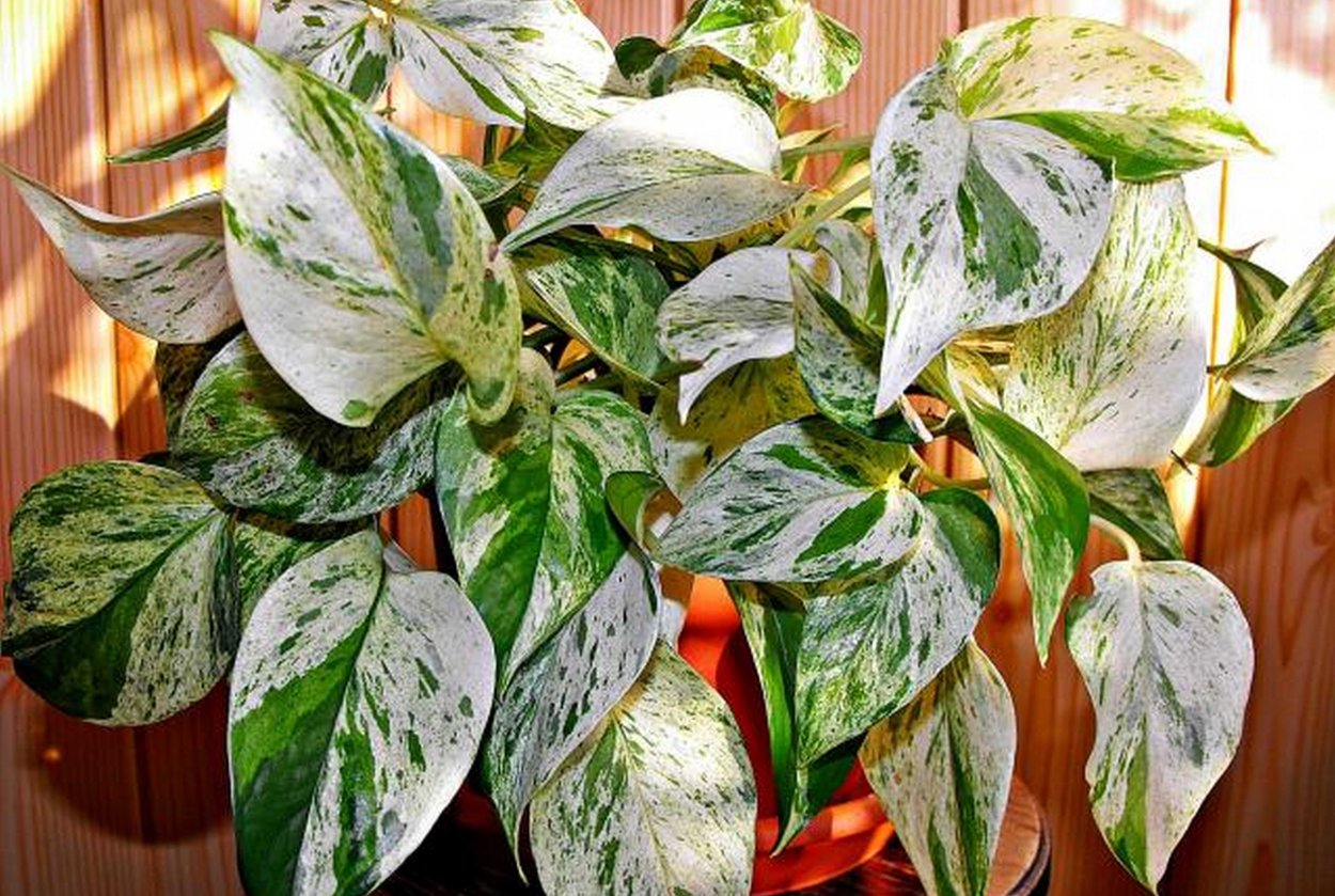 Филодендрон Сильвер серебристый