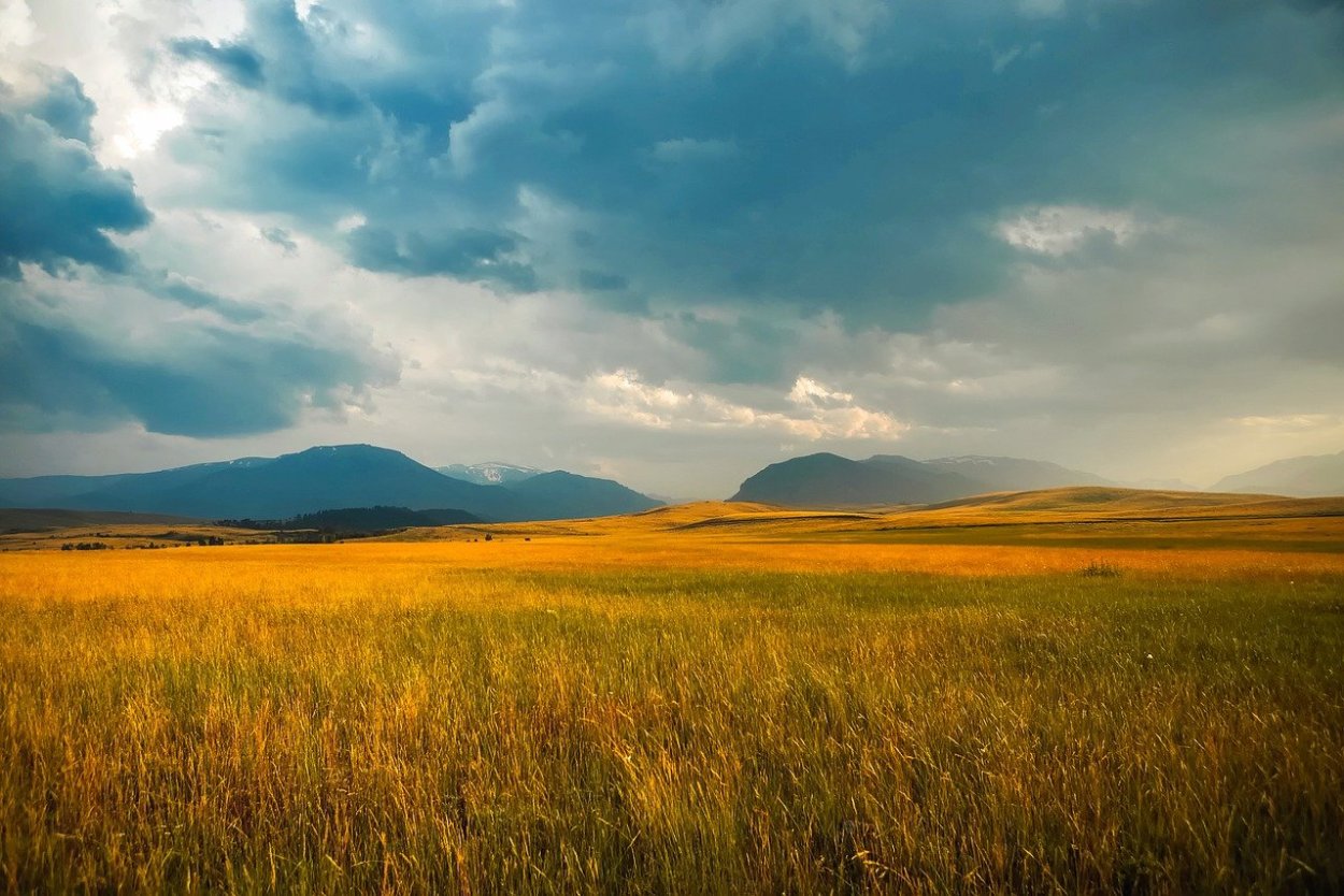 Кустарниковая степь