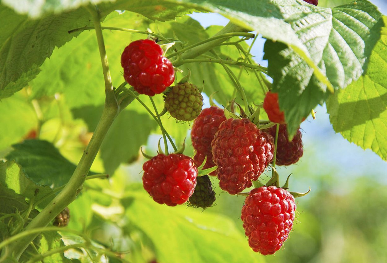 Малина ремонтантная осенняя красавица