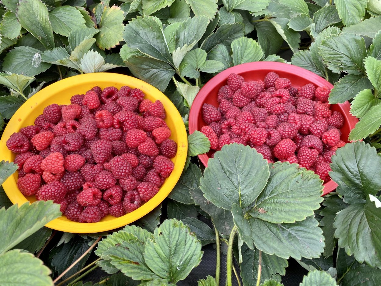 Осенняя красавица ремонтантная