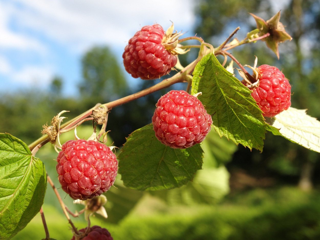 Малина Садовая куст