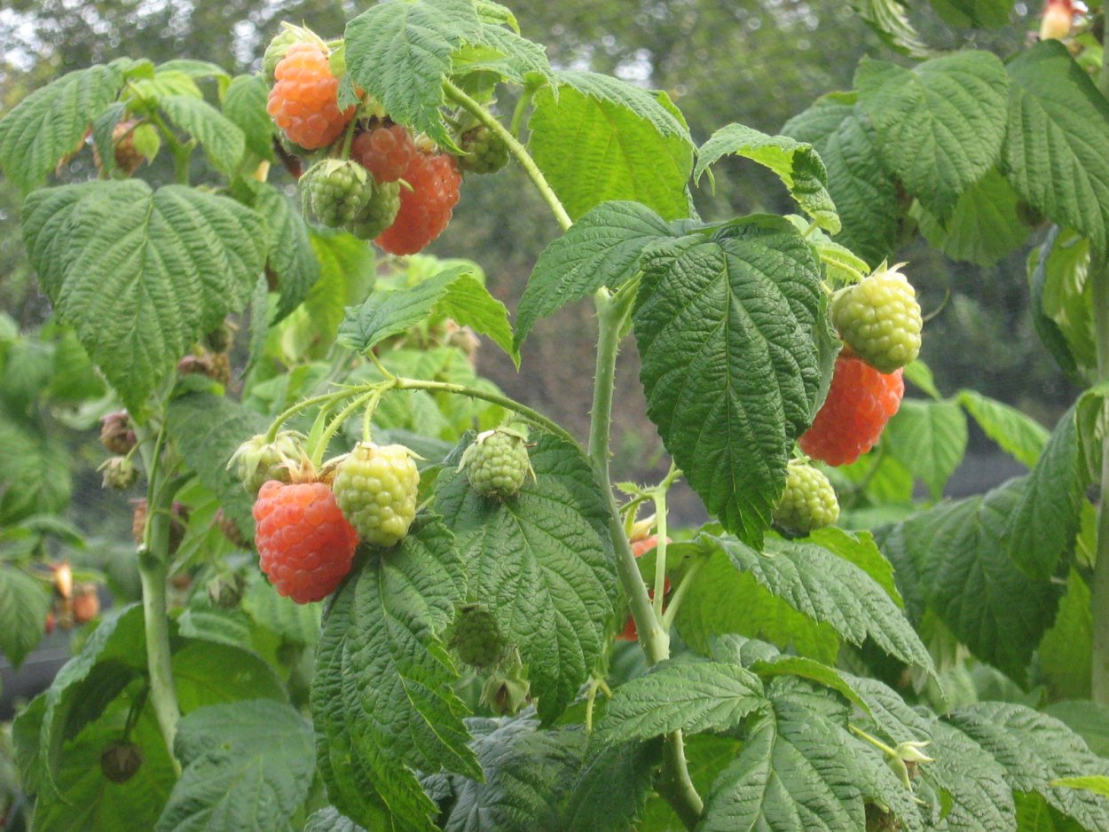 Малина желтая ремонтантная