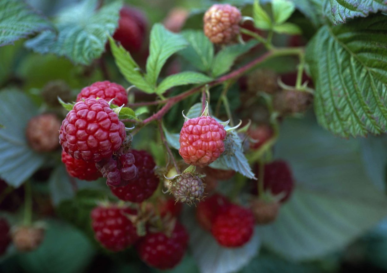 Ремонтантная малина побеги